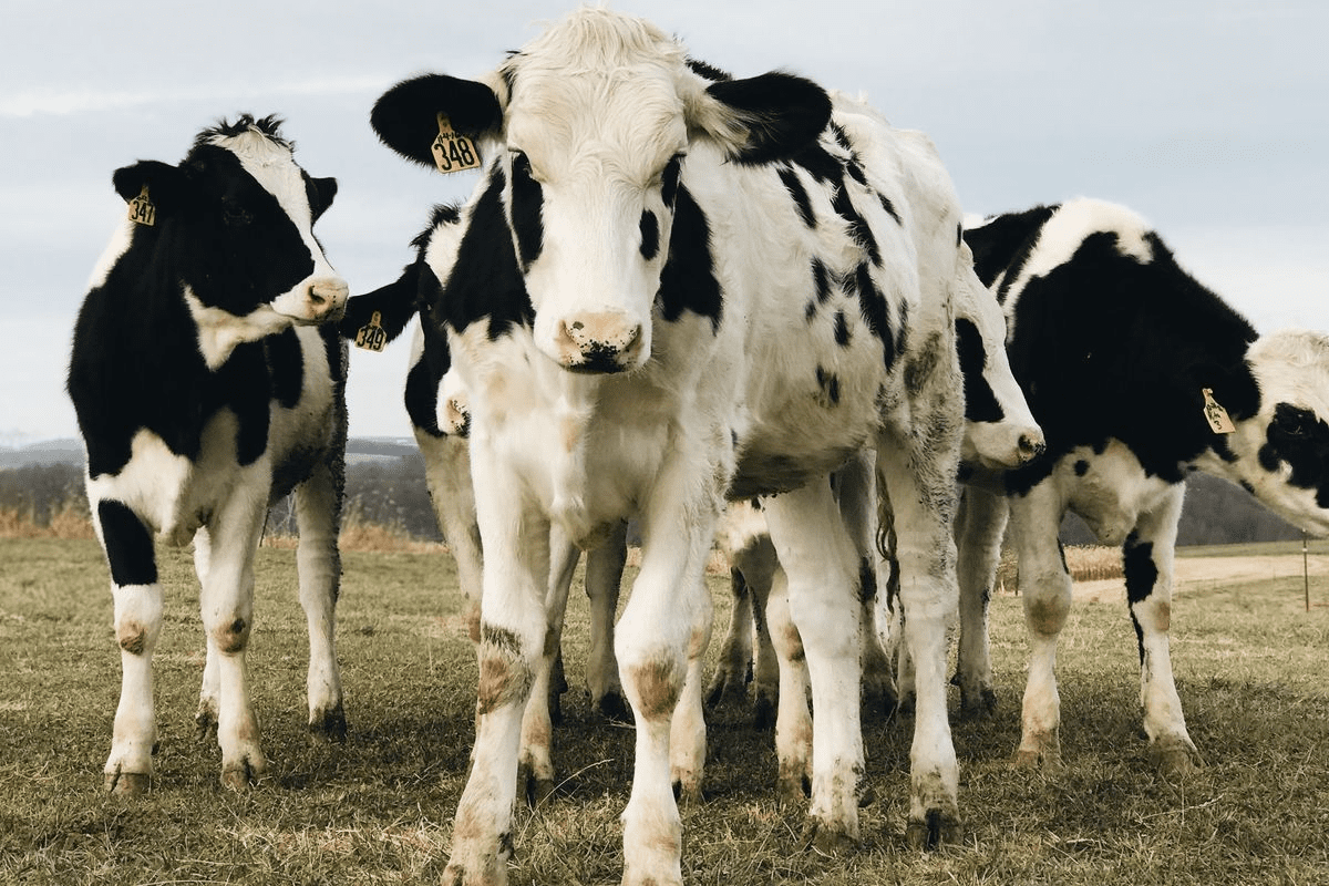 Kloningan Somatic Cell Nuclear Transfer (SCNT): Teknologi di Balik Sapi Unggul Hasil Kloning China