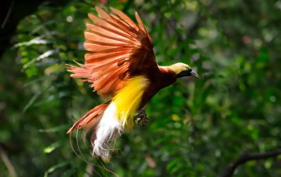 Cendrawasih: Si Burung Surga dari Tanah Papua