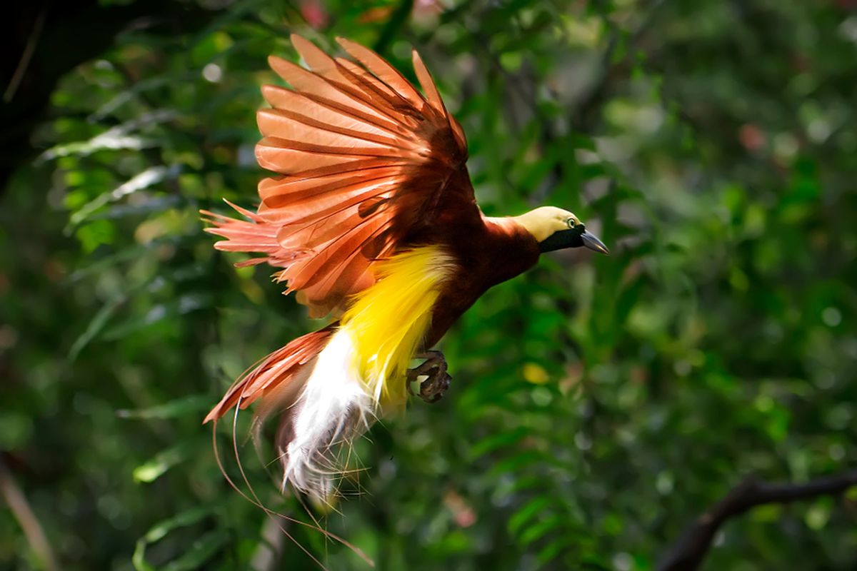 Cendrawasih: Si Burung Surga dari Tanah Papua